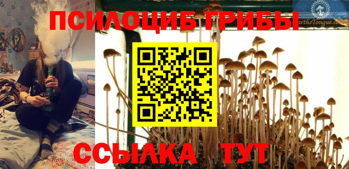 Псилоцибиновые грибы GOLDEN TEACHER Курчалой